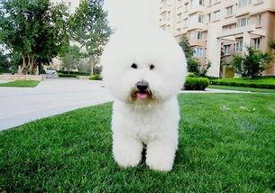 比熊吃瓜视频,萌态十足引网友爆笑